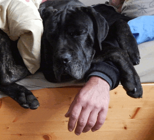 Schlafender Hund im Bett